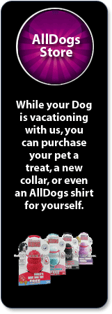 All Dogs Flea Policy
