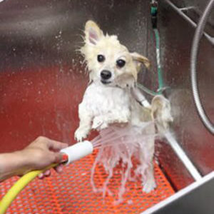 get your dog to love bath time