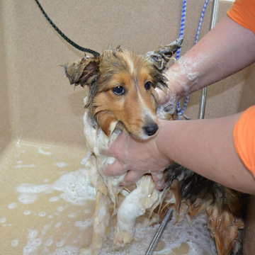 dog grooming spa